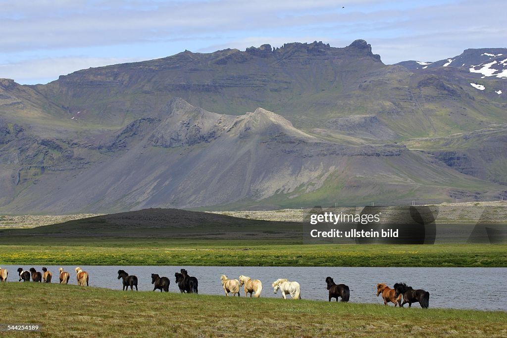 Island-Pferde auf Island