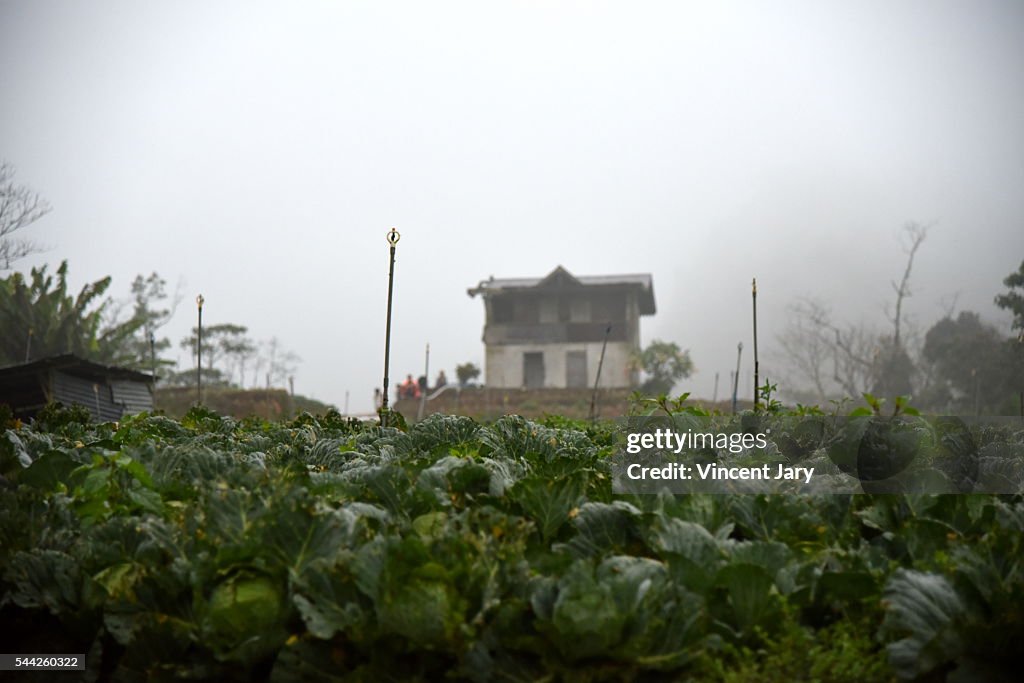 Planting of green cabbage Cameron Highlands Malaysia