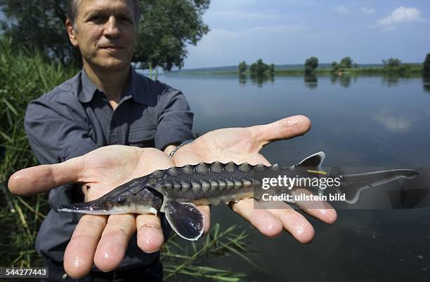 Deutschland, Fischerei, Fischzucht, Wiederansiedlung des Ostseestoers im deutsch-polnischen Grenzfluss Oder. Der einst hier beheimatete Atlantische...