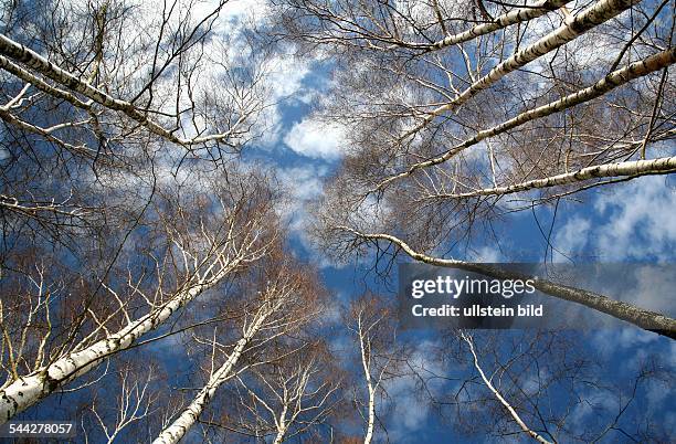 Birken im Winter