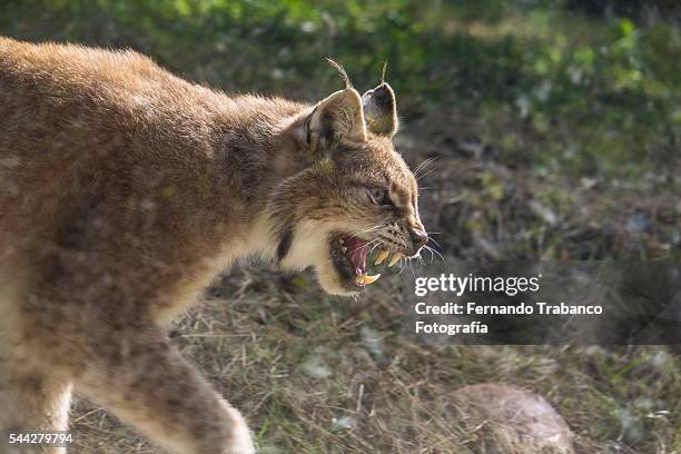 a fierce lynx - bobcat stock pictures, royalty-free photos & images