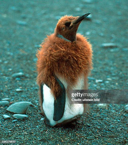Pinguine, Königspinguin, Junges- 2005