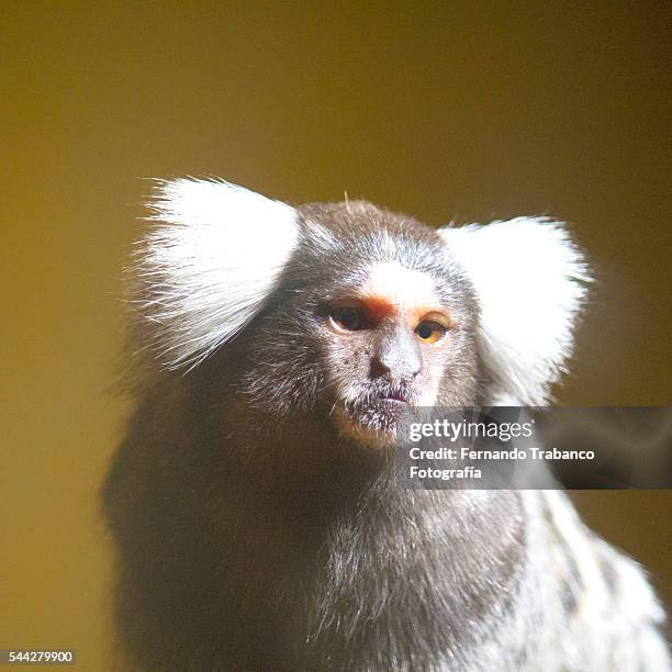 common marmoset (callithrix jacchus) - pygmy marmoset stock pictures, royalty-free photos & images