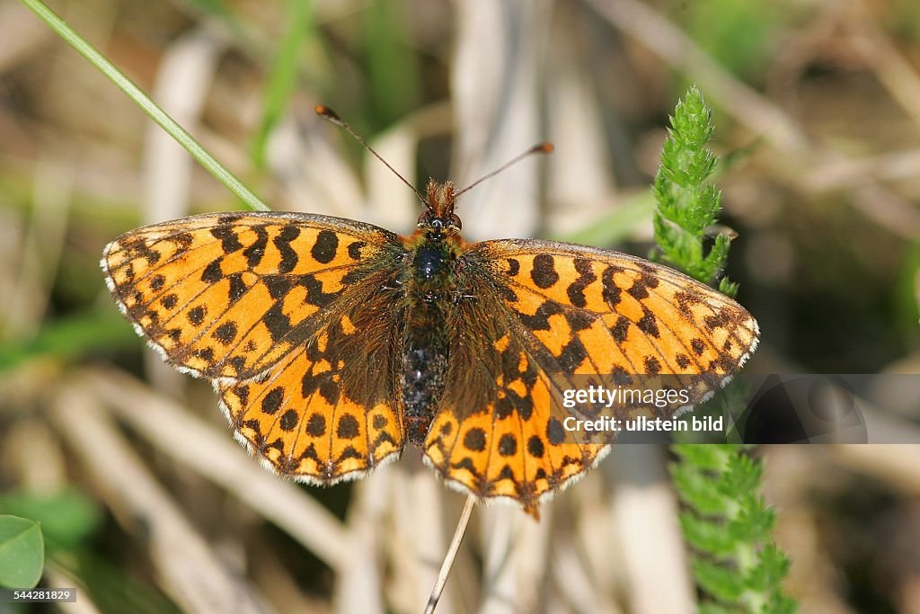 Schmetterlinge, Magerrasen-Perlmutterfalter