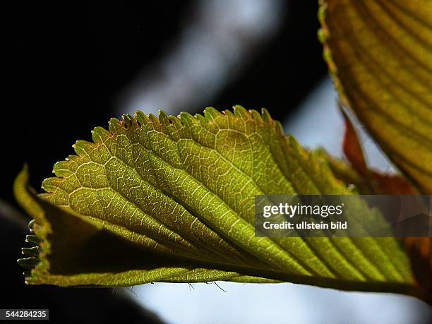 Deutschland, Bayern, Vilsheim, Blatt im Gegenlicht