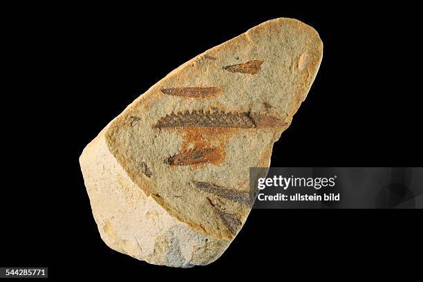 Fossilien aus dem Silur / Graphtolith mit Kolonien kleiner, ausgestorbener Tiere