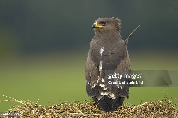 Schreiadler Aquila pomerina Lesser Spotted eagle,