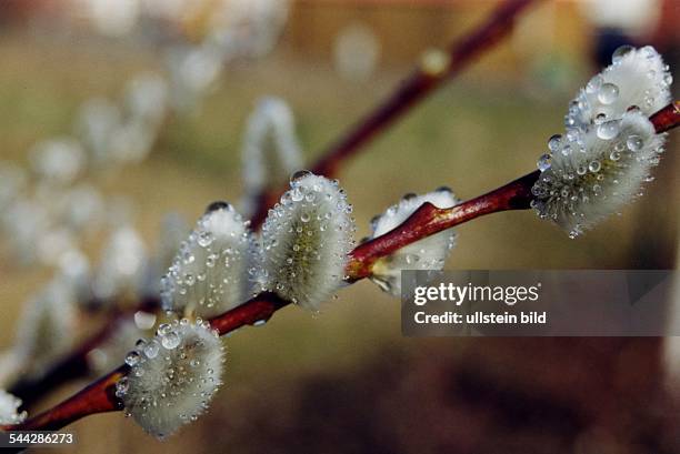 Willow catkins.