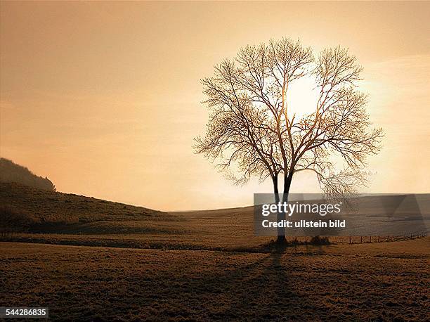 Deutschland, Bayern, Vilsheim - Einsam steht ein kahler Baum auf einem Feld. Im Gegenlicht der untergehenden Sonne.