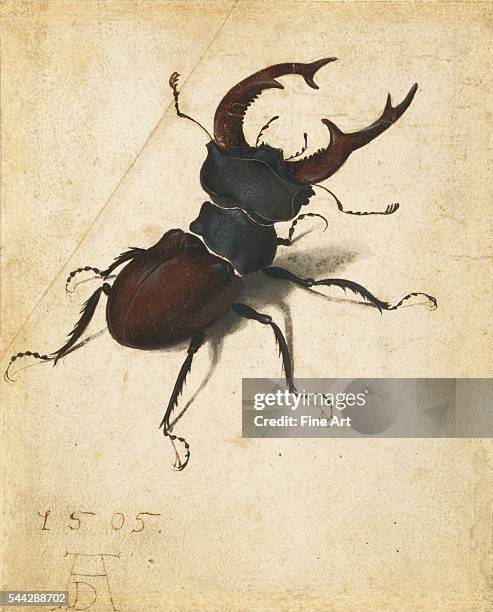 Albrecht Dürer , Stag Beetle watercolor and gouache on paper, 14.1 x 11.4 cm , The J. Paul Getty Museum, Los Angeles.