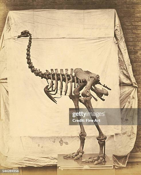 Roger Fenton , Skeleton of the Dinornis Elephantopus, 1854-58, salted paper print, 38.1 x 30.3 cm , The J. Paul Getty Museum, Los Angeles. The...