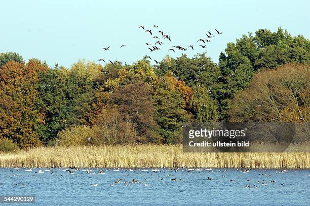 Deutschland, Brandenburg, Linum - Teichland Linum, Zugvoegel auf Zwischenstopwaehrend der Zugzeiten sammeln sich Gaense und Enten auf den Teichen
