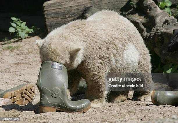 Deutschland / Berlin; Eisbaerbaby Knut spielt mit einem Gummistiefel