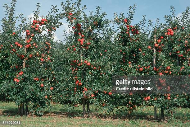 Apfelplantage - Aepfel der Apfelsorte Elstar