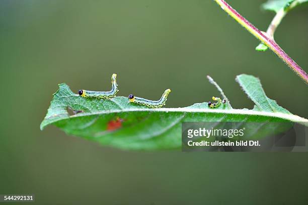 Raupen, Raupenfamilie auf einem gruenen Blatt