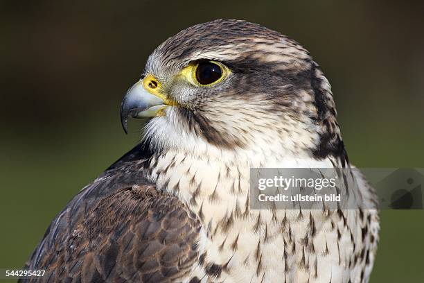 Saker falcon - portrait