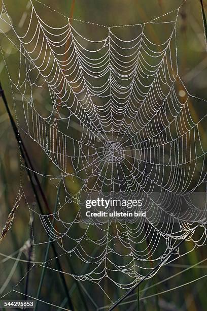 Spinnennetz mit Tautropfen im herbstlichen Moor - Radnetz der Kreuzspinne