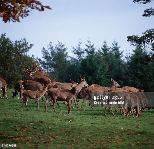 Rotwild Rudel 87 Rotwild Stock Photos, High-Res Pictures, and Images - Getty Images