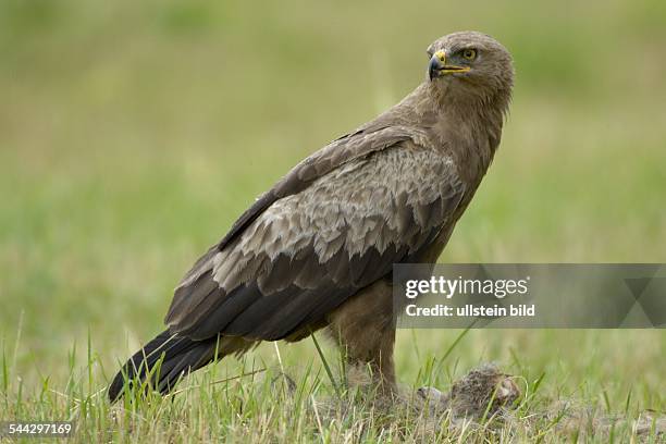 Schreiadler Aquila pomerina Lesser Spotted eagle,