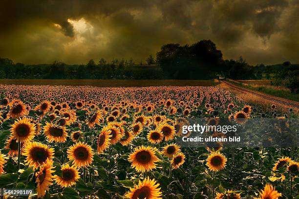 Wetter, Gewitterwolken ueber einem Sonnenblumenfeld