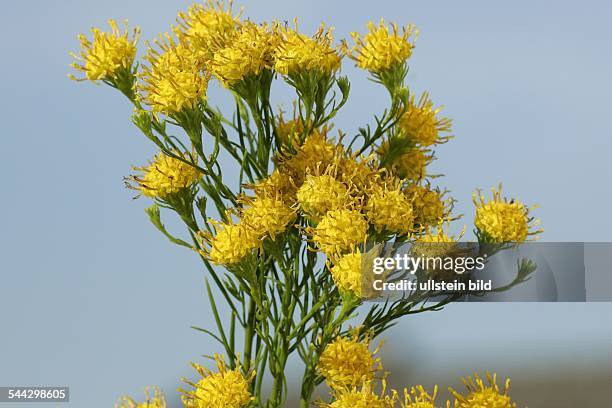 Aster - Goldhaaraster - Goldhaar-Aster - Gold-Aster