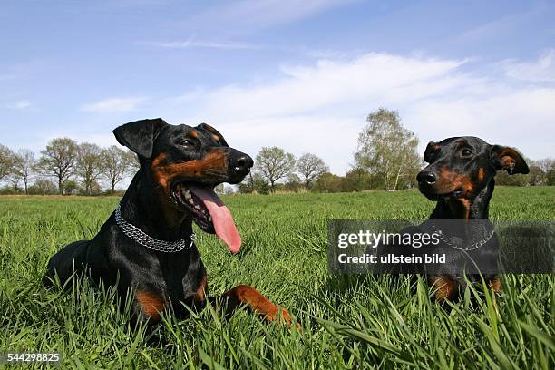 Pair of doberman pinschers - doberman - male and female - domestic dogs