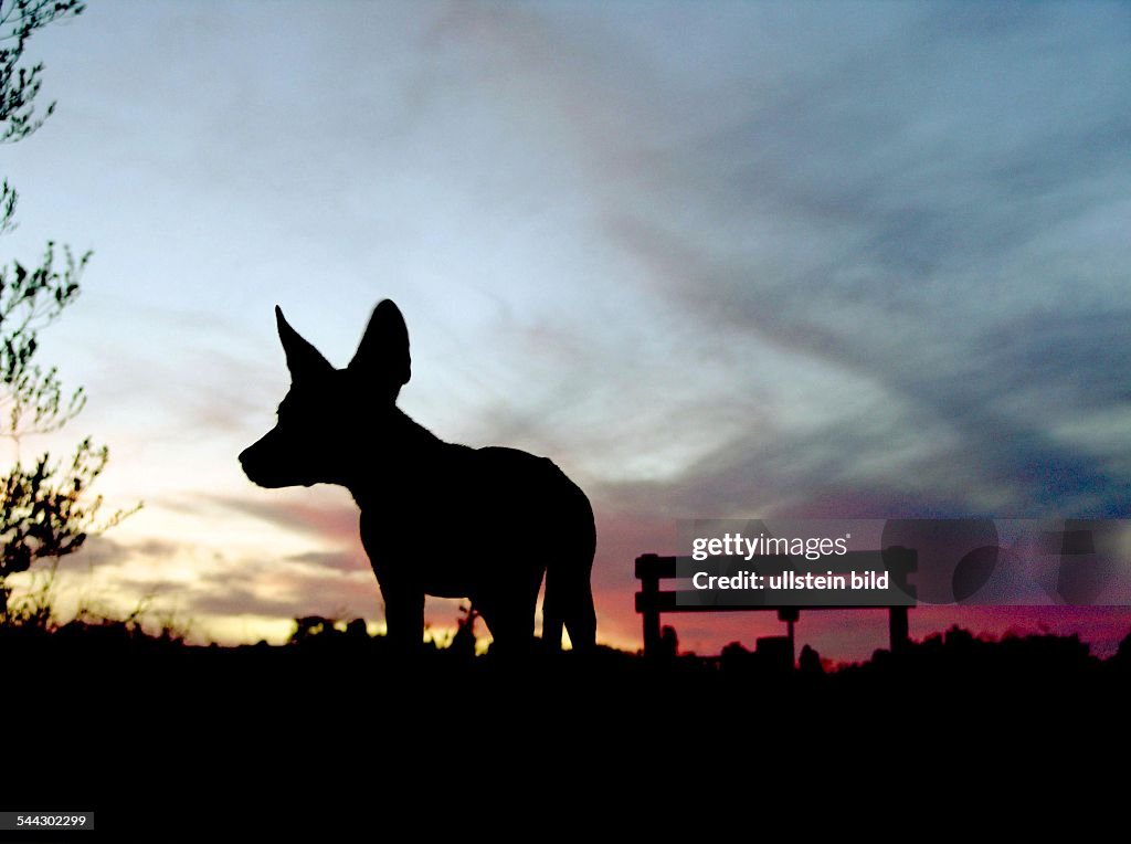 Australien: Dingo-Silhouette bei Sonnenuntergang
