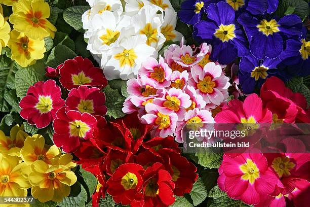 230 Primula Varieties Stock Photos, High-Res Pictures, and Images ...