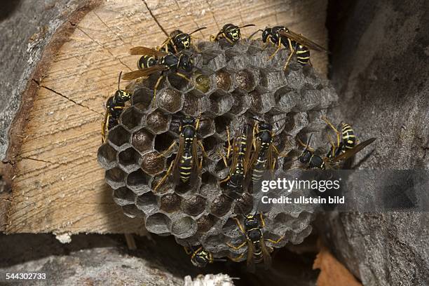 Austria; European Paper Wasp, Polistes gallicus - 2006