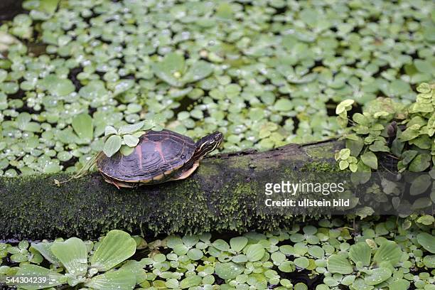 Wasserschildkroeten, Rotbauchschildkröte