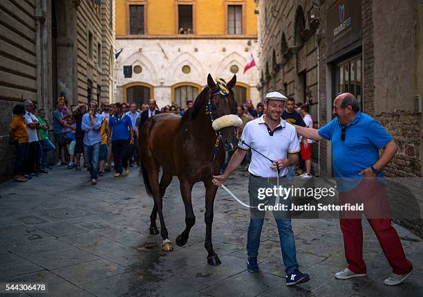 Handler guides his horse into the Piazza as his Contrada follow behind ahead of a trial race of the historical Italian horse race of the Palio Di...