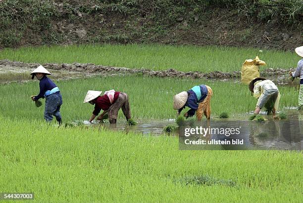 Vietnam: Arbeiterinnen auf einem Reisfeld.