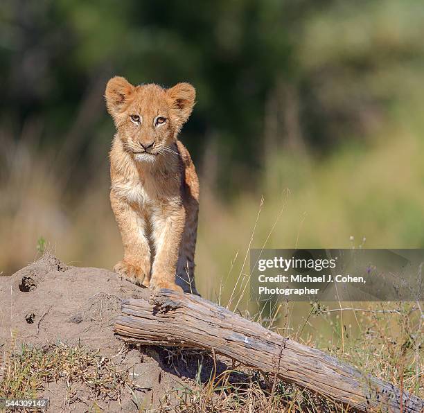 lion cub facing camera - lion cub stock-fotos und bilder