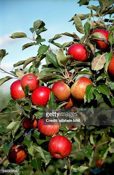 Deutschland, Apfelplantage. Reife, rote Aepfel am Baum