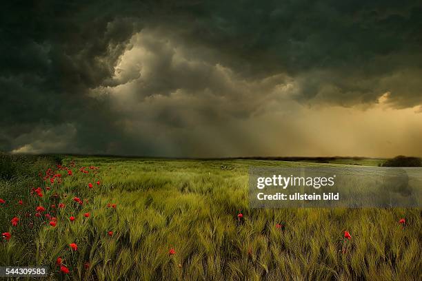 Unwetter, Gewitter, Gewitterwolken ueber einem Kornfeld- 2005