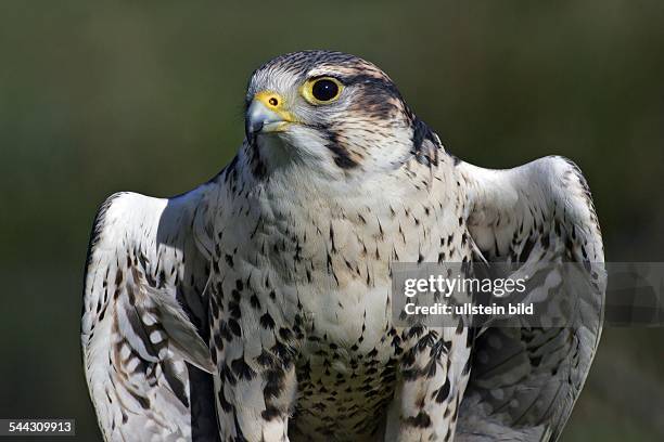 Saker falcon - portrait