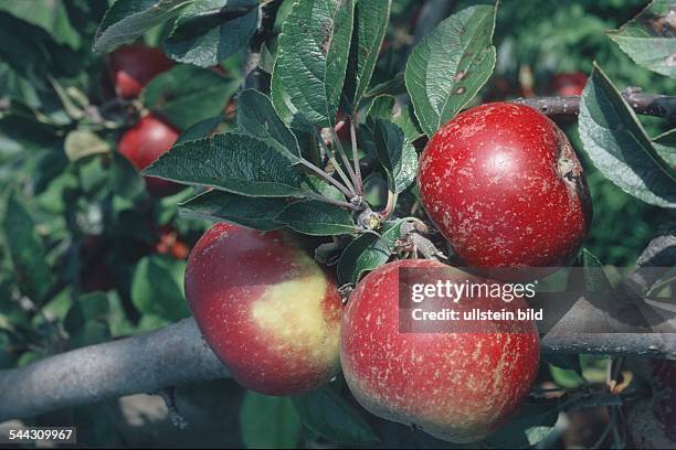 Aepfel der Apfelsorte Ingrid-Marie - 2005