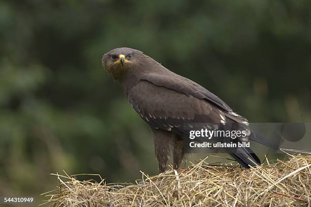 Schreiadler Aquila pomerina Lesser Spotted eagle,