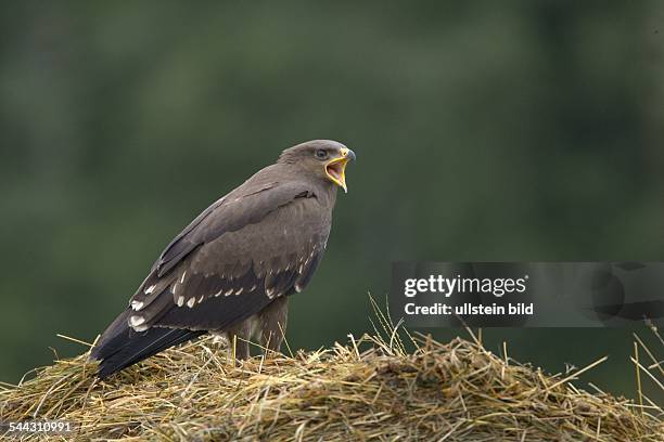 Schreiadler Aquila pomerina Lesser Spotted eagle,