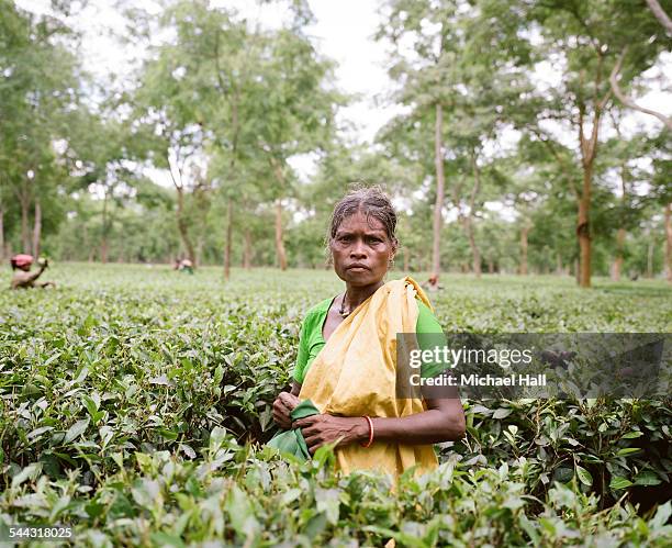 woman tea picker - bangladesh worker stock pictures, royalty-free photos & images