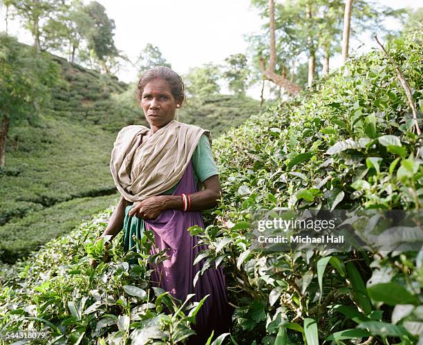 woman tea picker - bangladeshi woman stock pictures, royalty-free photos & images