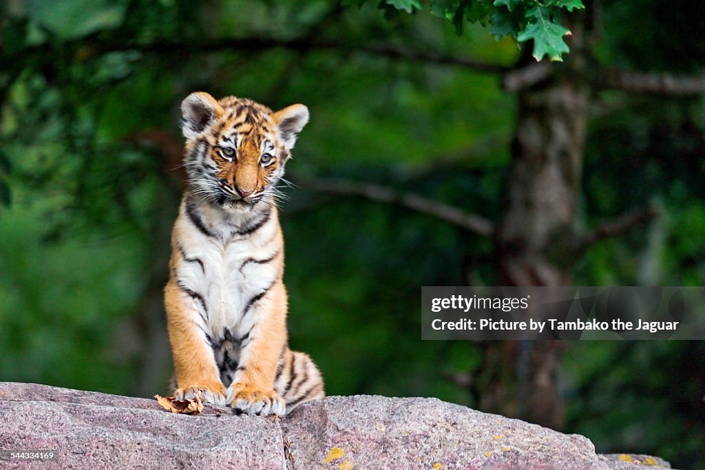 Sitting tiger cub