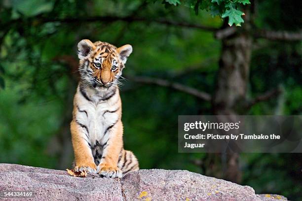 sitting tiger cub - tiger stock-fotos und bilder