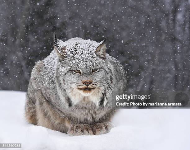 canadian lynx - canadian lynx stock pictures, royalty-free photos & images