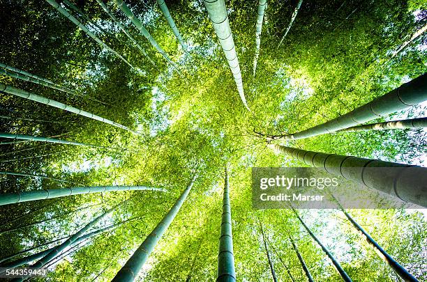 looking up in the bamboo grove - bamboo concepts ストックフォトと画像