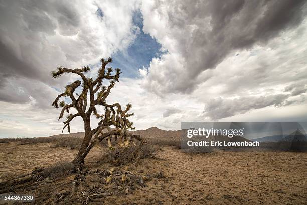 falling joshua tree - lancaster california stock pictures, royalty-free photos & images