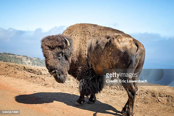 island bison - catalina island stock-fotos und bilder