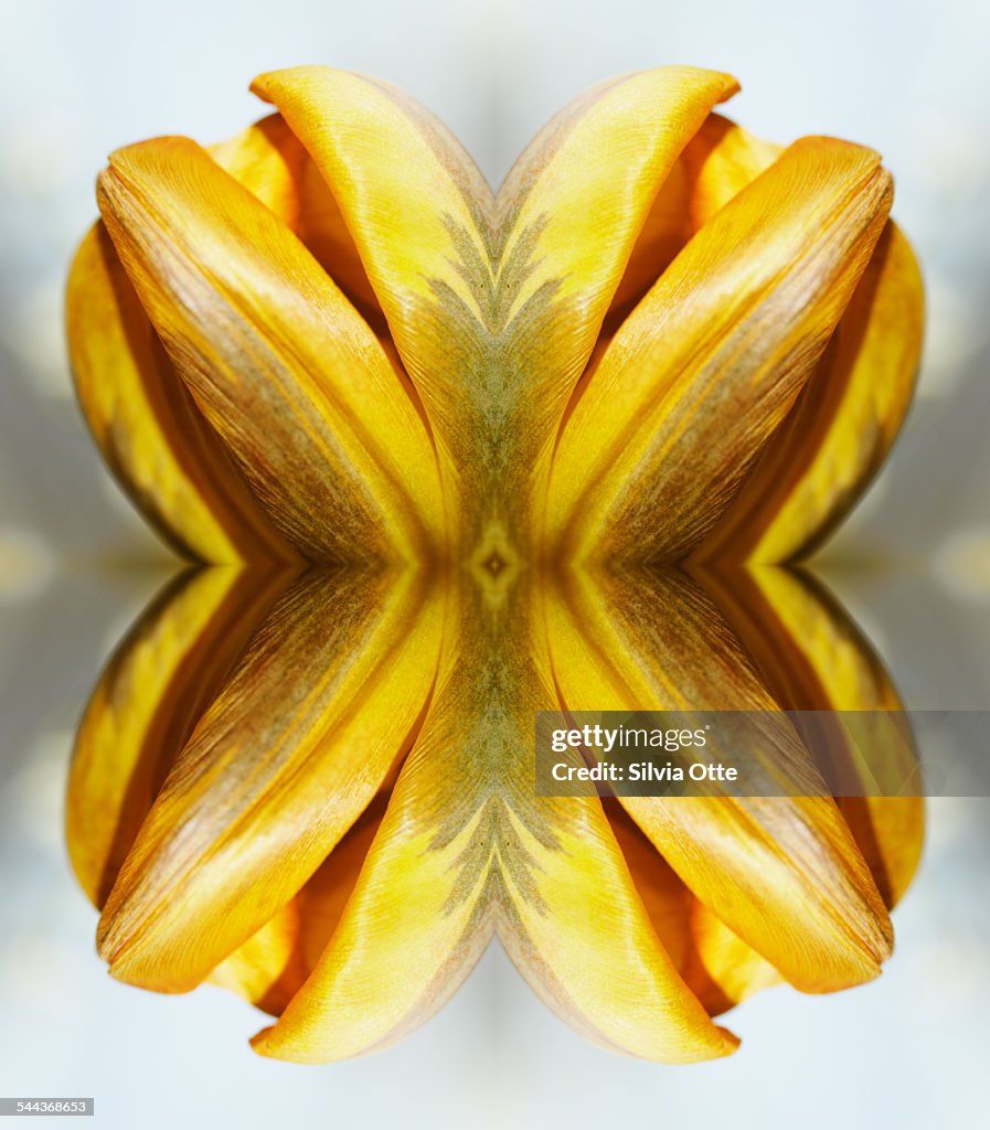 Yellow tulip