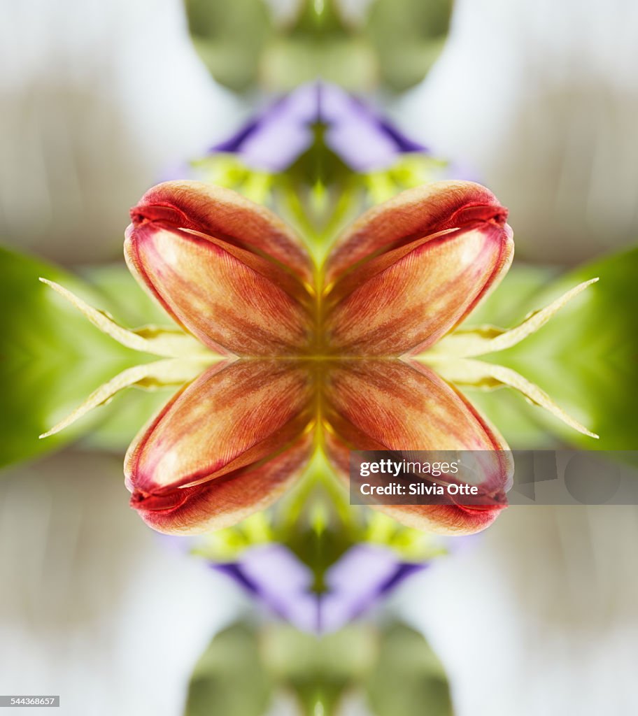 Red tulips