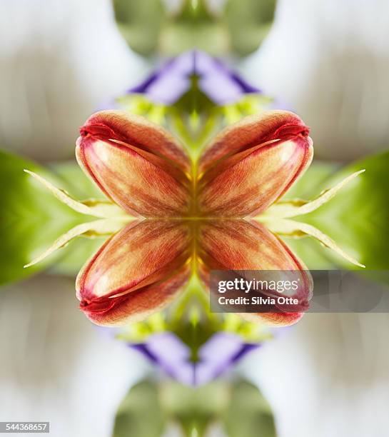 Red tulips